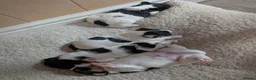 Mixed Breed dogs for sale: Jack Russel Puppies - Advert 5