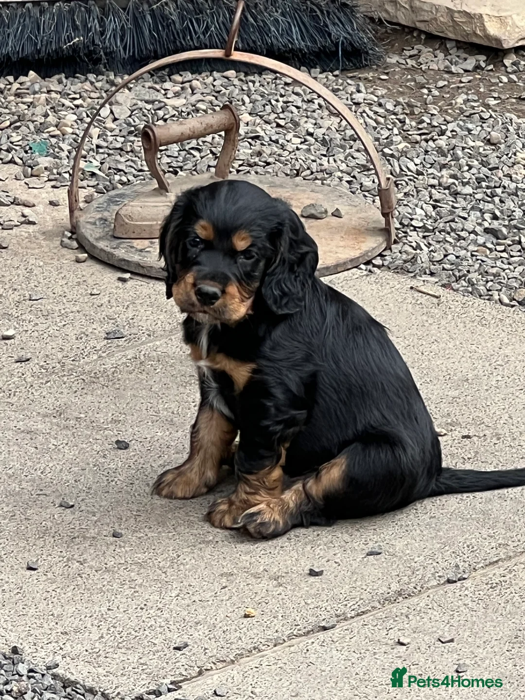 Cocker Spaniel dogs for stud: KC Reg well proven Working Cocker Spaniel at Stud  - Advert 6