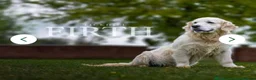 Golden Retriever dogs for sale: Stunning show type white boy fully vaccinated  - Advert 3