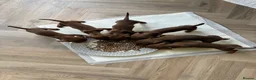 Miniature Dachshund dogs for sale: Beautiful Chocolate and Tan miniature dachshunds - Advert 7