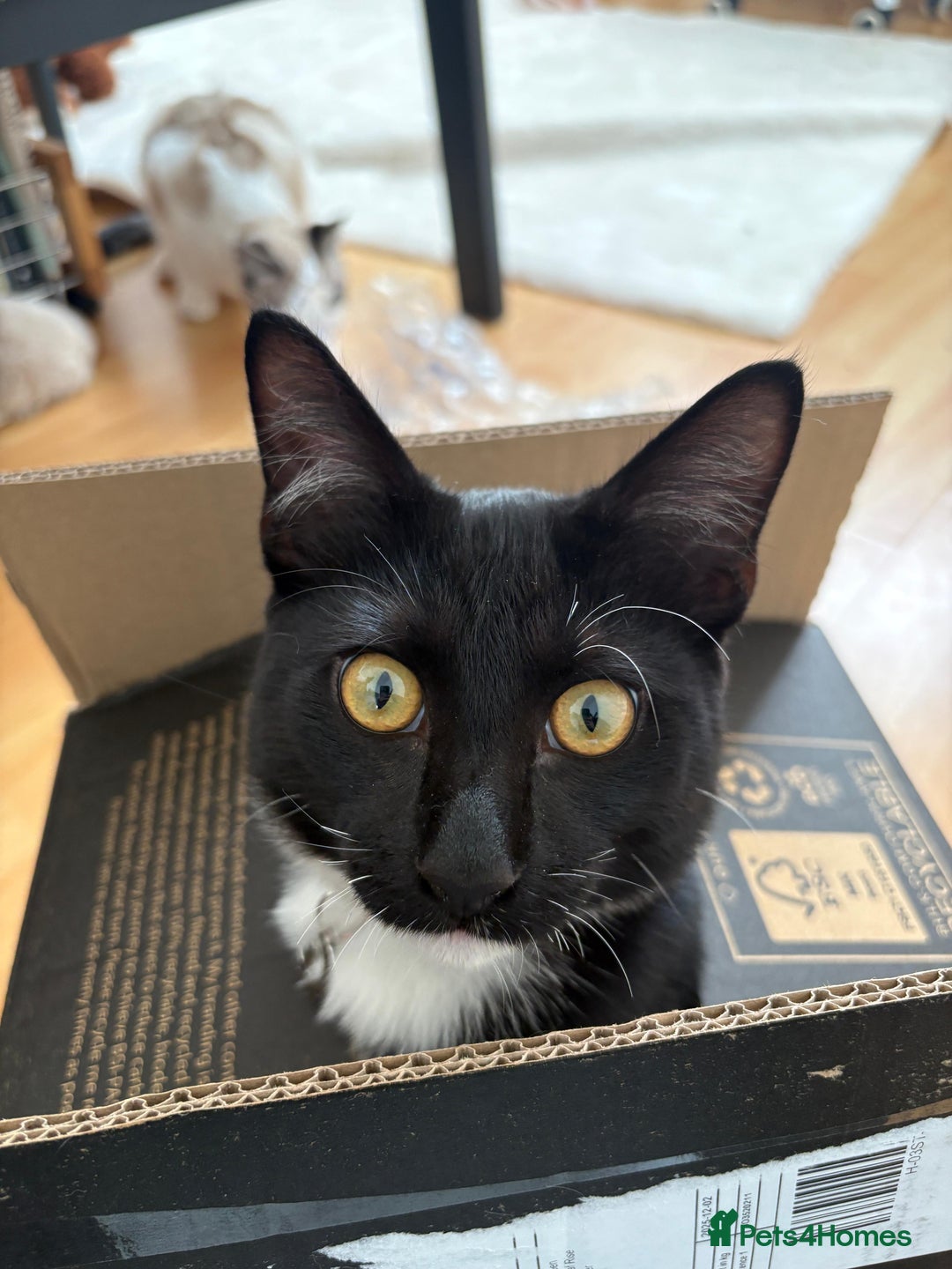 Mixed Breed cats for sale: Adorable Egyptian mau and Ragdoll mix kittens - Advert 5