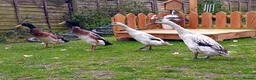 Ducks poultry for sale: Pure Silver Indian Runner Ducks available for Sale - Advert 5