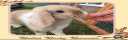 Mini Lop rabbits for sale: 🌷Juniper 🌷 Friendly, Affectionate, Loving Boy 🌷 - Advert 1
