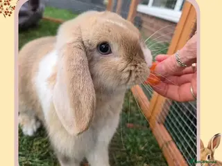 Mini Lop rabbits 🌷Juniper 🌷 Friendly, Affectionate, Loving Boy 🌷 - Advert 1
