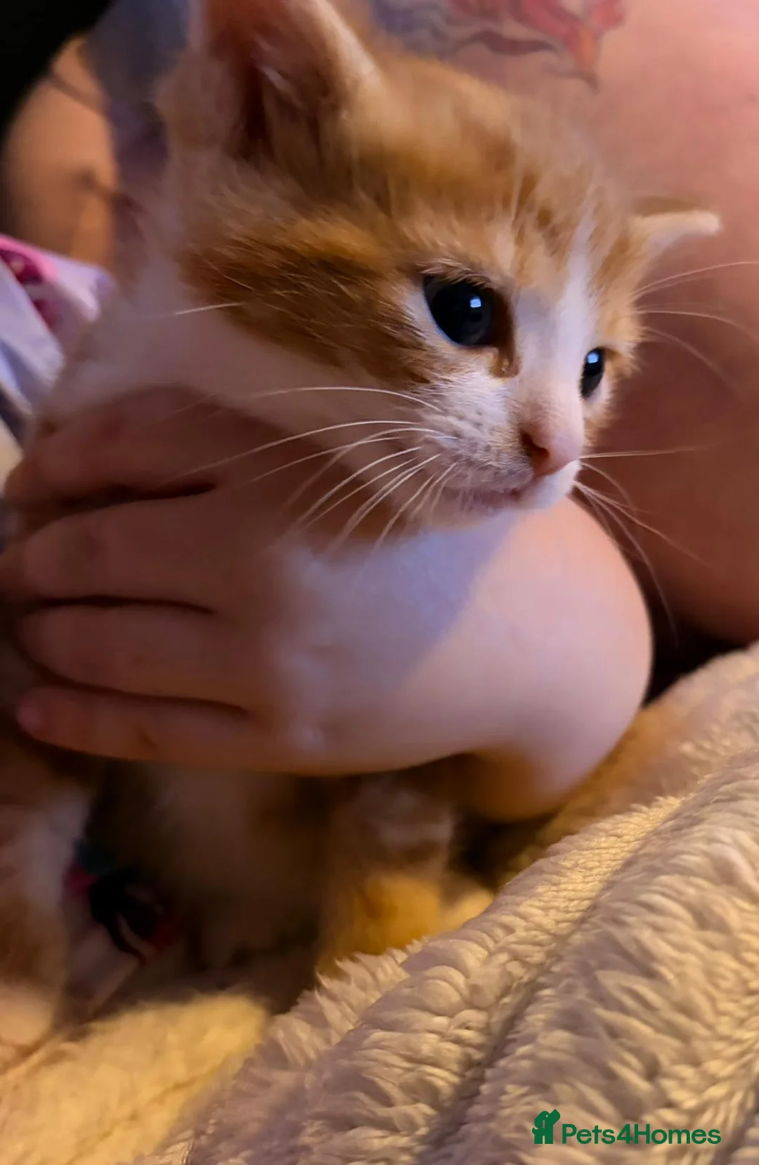 Mixed Breed cats for sale: 2 kittens - Advert 5