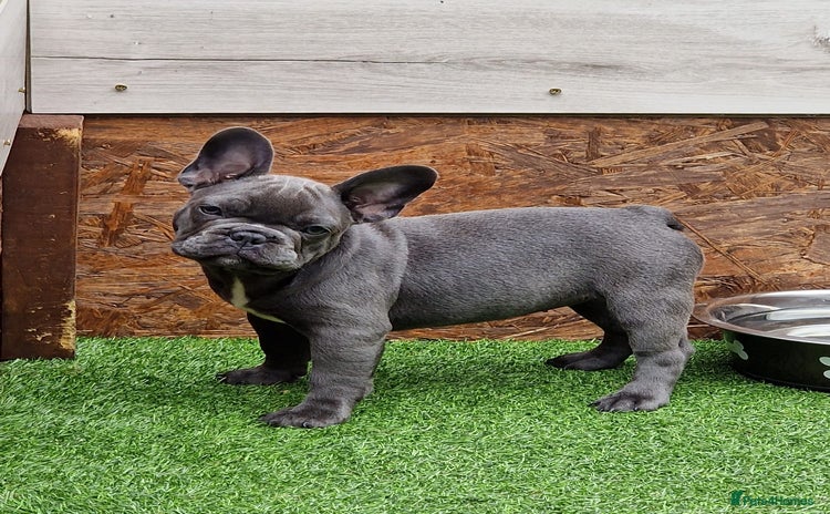 French Bulldog dogs - Advert 1