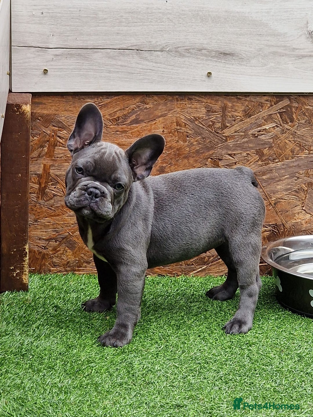 French Bulldog dogs for sale: French bulldog puppy 🐶 last little girl left - Image 4