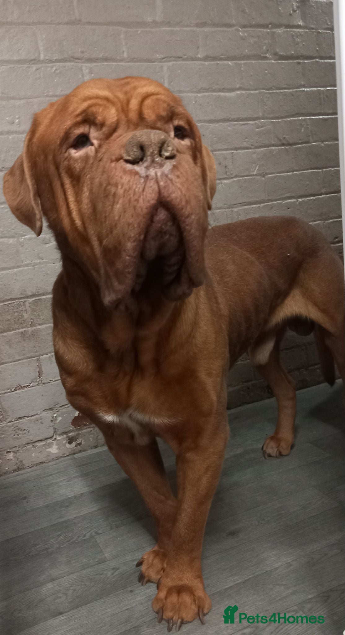 Dogue De Bordeaux dogs Dogue de bordeax  - Advert 1