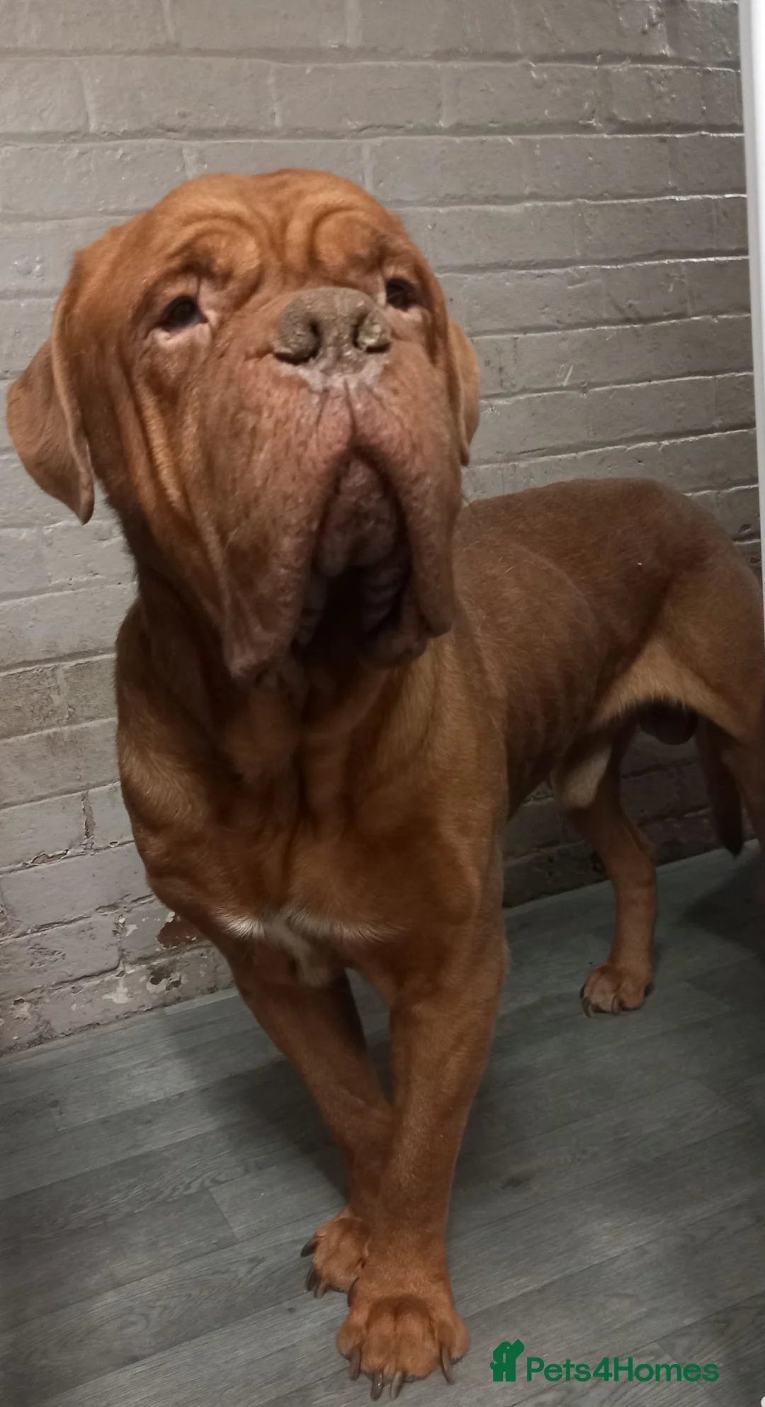 Dogue De Bordeaux dogs for sale: Dogue de bordeax  in Stafford - Advert 1