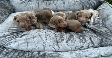 Miniature Dachshund dogs - Advert 14