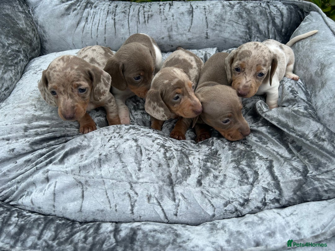 Miniature Dachshund dogs for sale: Ready Today! Miniature Dachshund Puppies  - Image 3