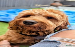 Mini Goldendoodle dogs for stud: Our Fluffy Prince 👑 - Image 4