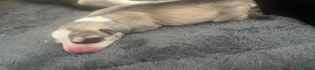 Mixed Breed Puppy 5