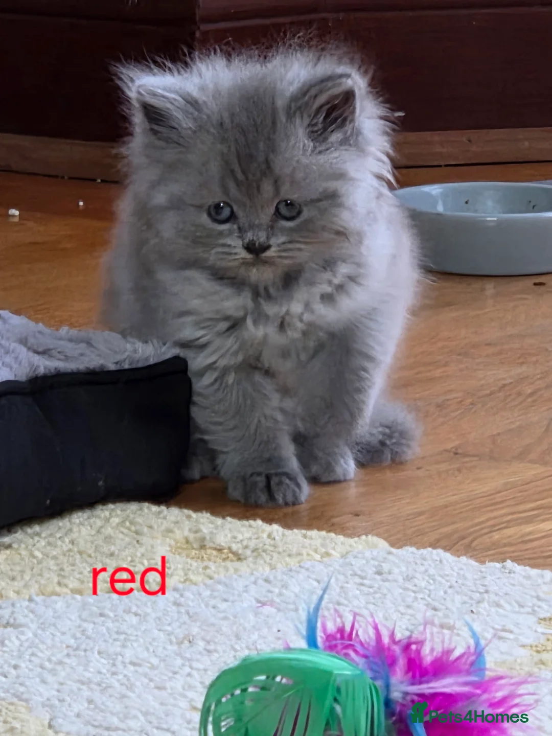 British Shorthair cats for sale: 🔥 Stunning British Shorthair Kittens to Reserve - Advert 4