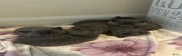 British Shorthair cats for sale: Bsh pedigree kittens  - Advert 14