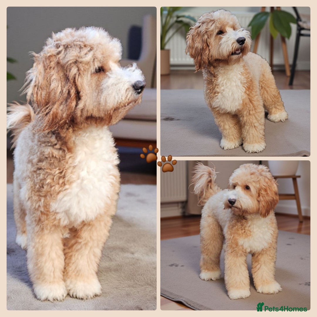 Cockapoo dogs for stud: Hip 0/0🌟 Elbow 0/0🌟 Australian Labradoodle - Advert 1