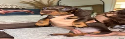 Miniature Dachshund dogs for sale: Miniature kc registered pups ready 7th oct - Advert 18