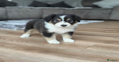 Australian Shepherd dogs - Advert 3