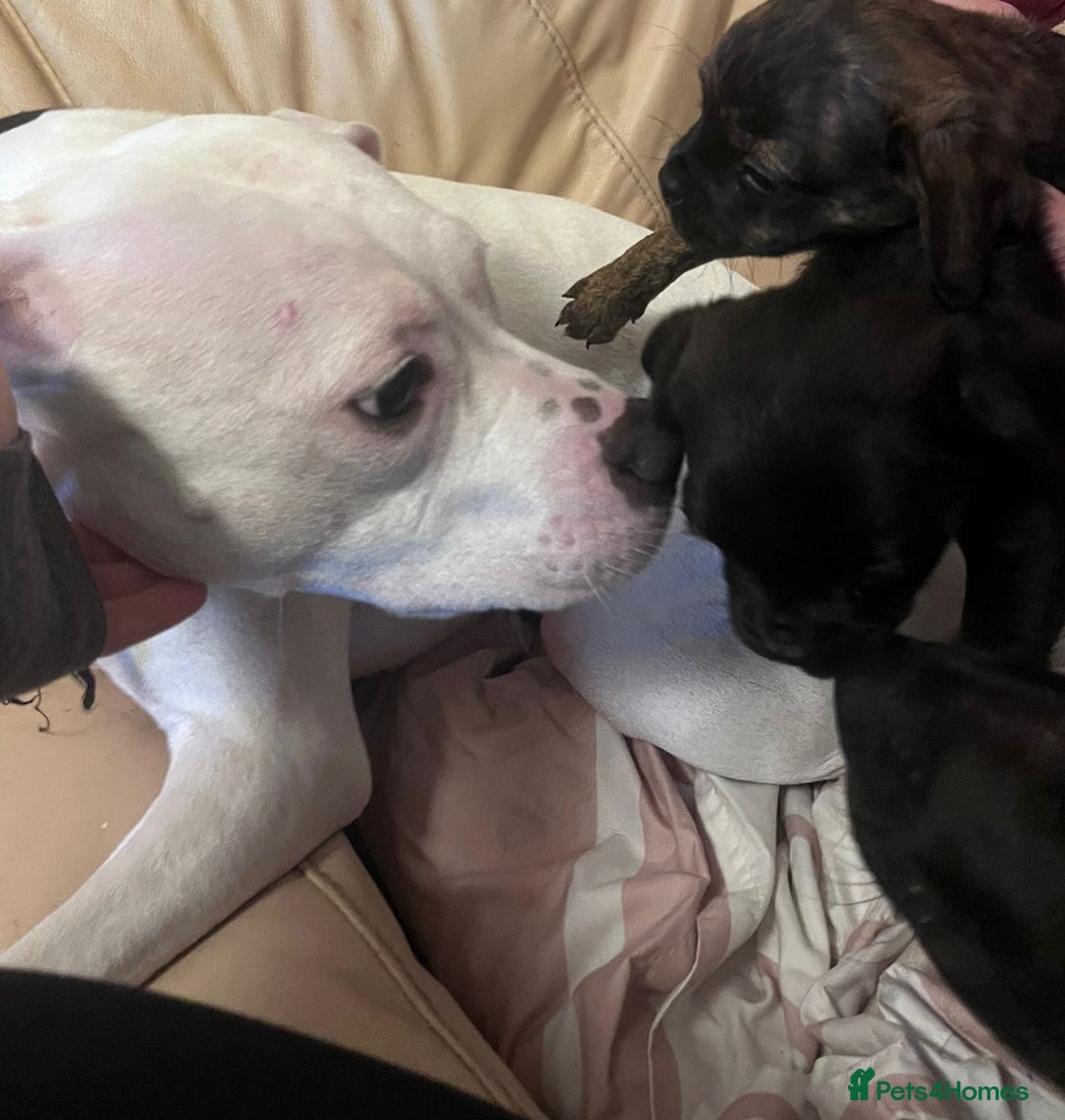 Mixed Breed dogs for sale: Staffy cross puppies  - Advert 8