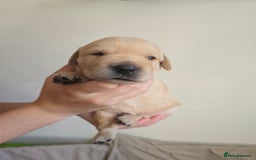 Goldador dogs for sale: Beautiful Goldadors- 2 BOYS LEFT  - Image 4