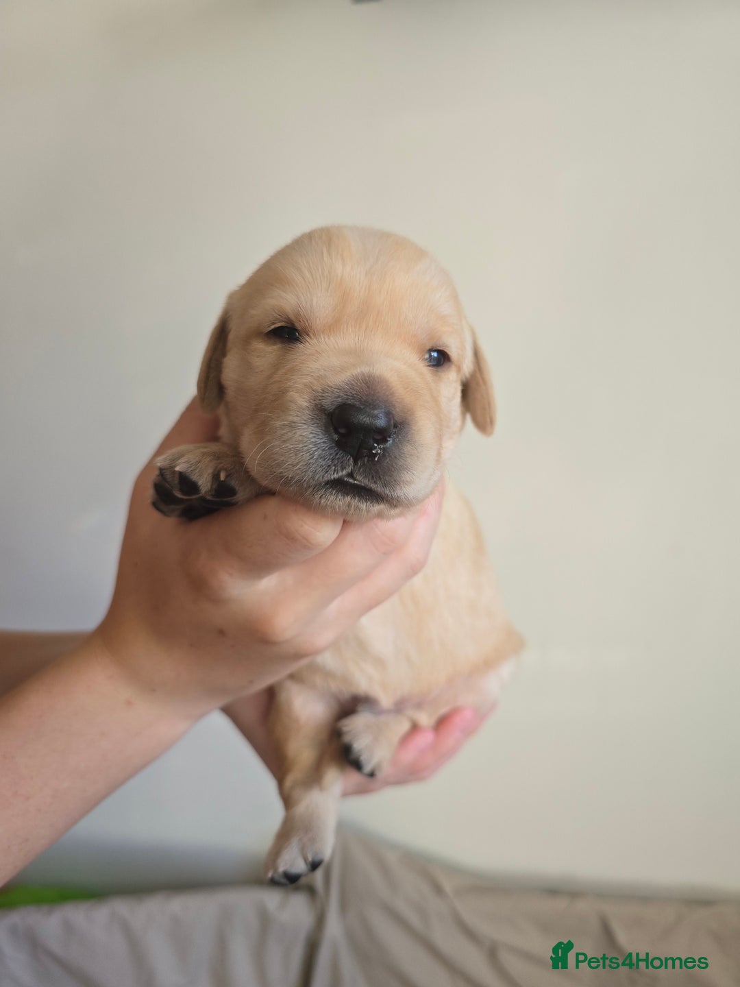 Goldador dogs for sale: Beautiful Goldadors- 2 BOYS LEFT  - Image 4