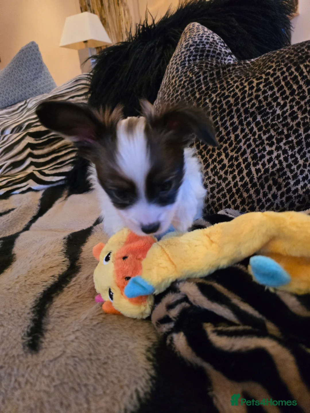 Papillon dogs for sale: ROYAL KENNEL CLUB registered,  DNA tested perents  - Advert 17