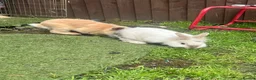 Netherland Dwarf rabbits for sale: Beige boy 8 month old white female 8 month old - Advert 2
