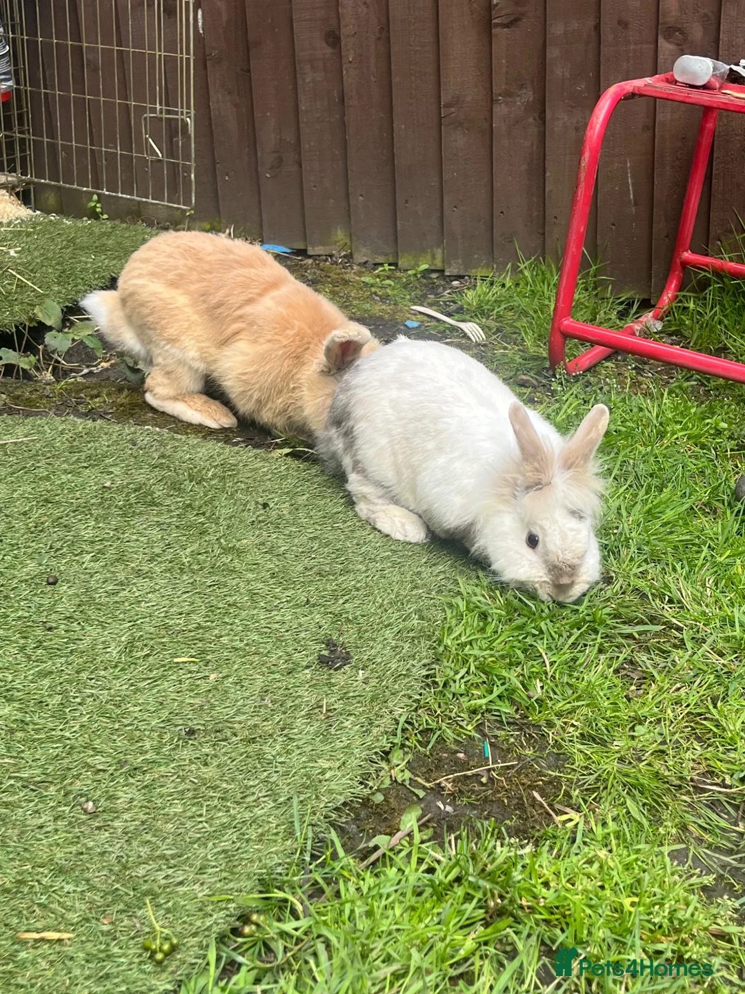 Netherland Dwarf rabbits for sale: Beige boy 8 month old white female 8 month old - Advert 2
