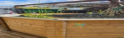 Koi Carp fish for sale: 10 by 10 pond plus set up  - Advert 4