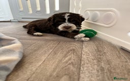 Cockapoo dogs for sale: F1 Cockapoo puppies  - Image 7