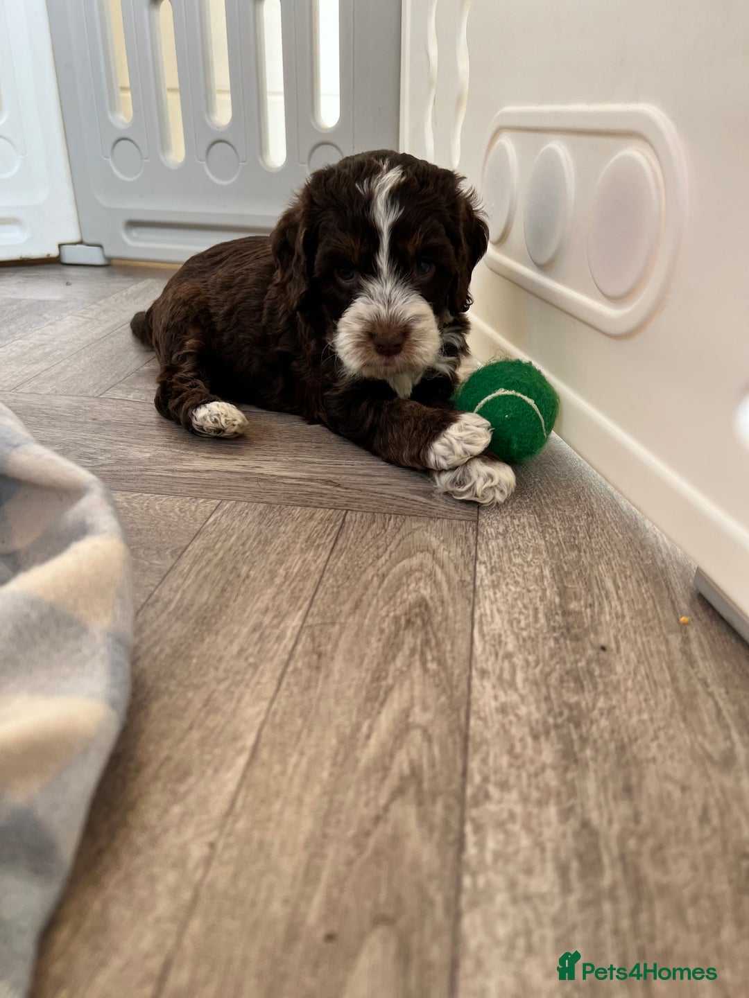 Cockapoo dogs for sale: F1 Cockapoo puppies  - Image 7