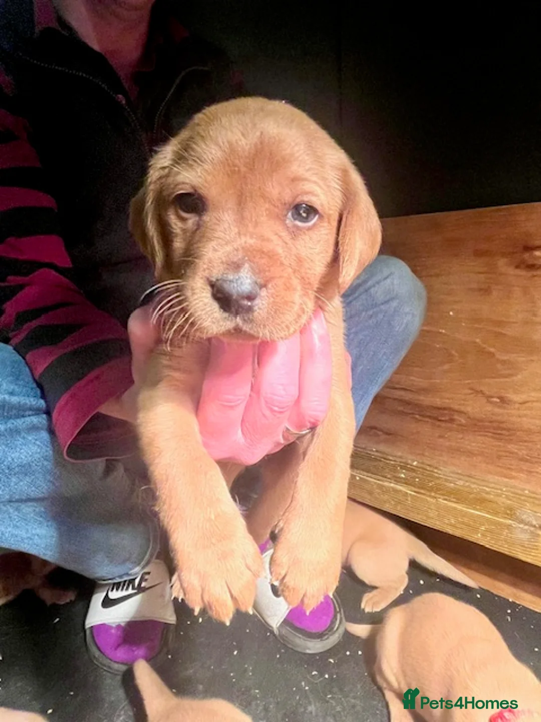 Labrador Retriever dogs for sale: Fox Red Labrador puppies in York - Advert 9