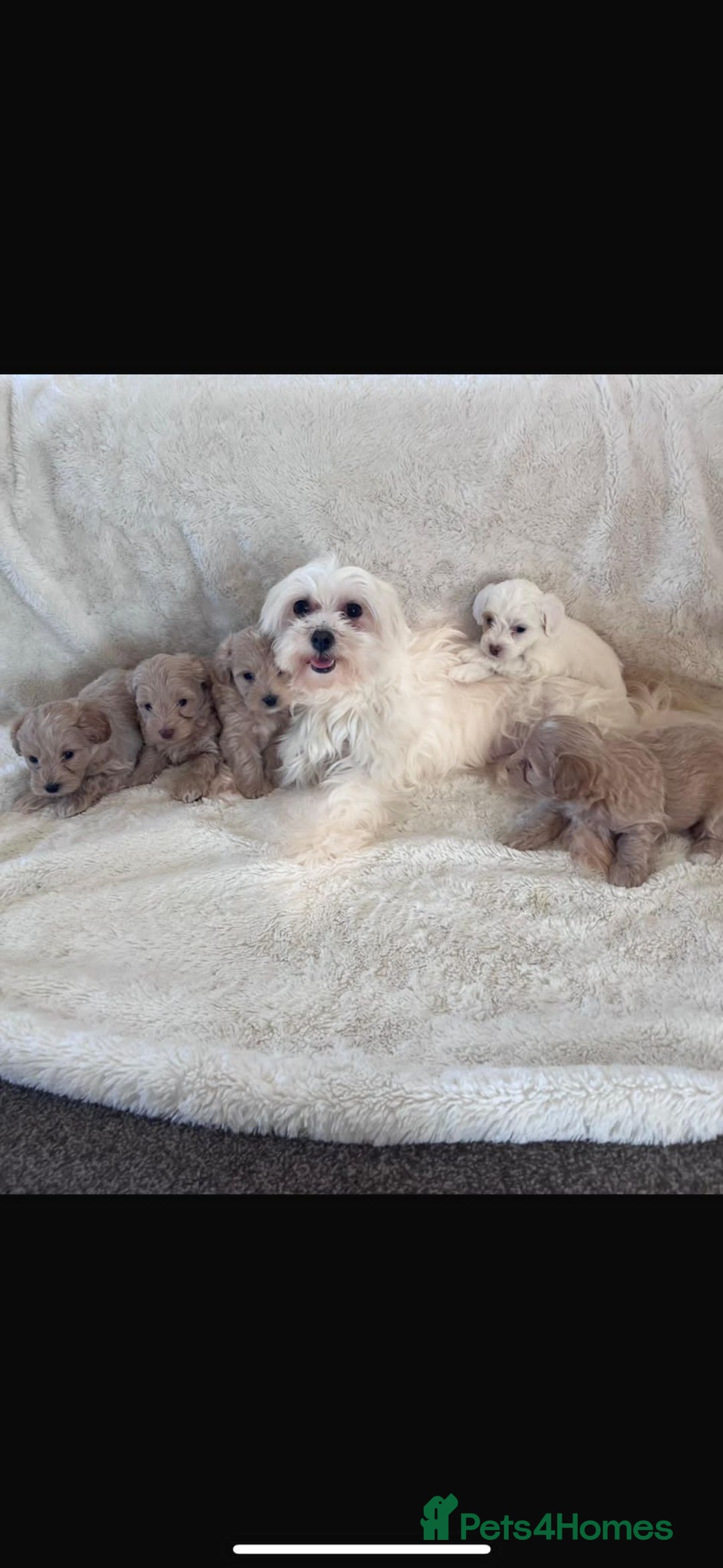 Maltipoo dogs for sale: Toy Maltipoo Puppies - Advert 10
