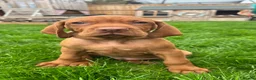 Hungarian Vizsla dogs for sale: EXCEPTIONAL HUNGARIAN VIZSLA PUPPIES - Advert 27