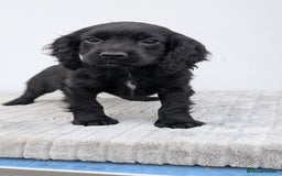 Cocker Spaniel dogs for sale: Cracking Cocker Pups - Image 4