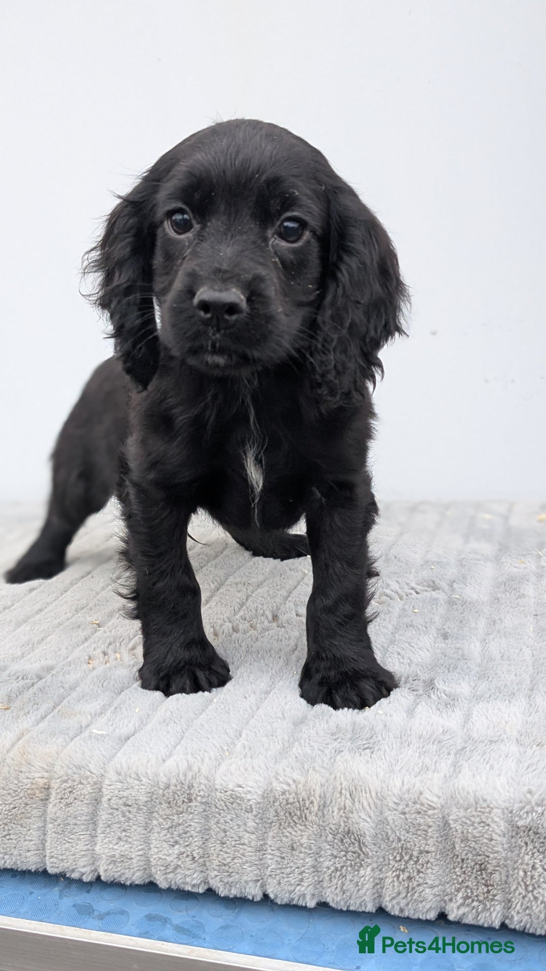 Cocker Spaniel dogs for sale: Cracking Cocker Pups - Image 4