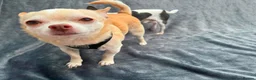 Chihuahua dogs for adoption: 💙ARMANI & 💙GUCCI – TWO HEARTS ONE BOND in Peterborough - Advert 4