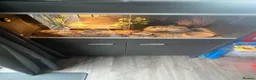 Leopard Gecko reptiles for sale: Leopard gecko in Southampton - Advert 3