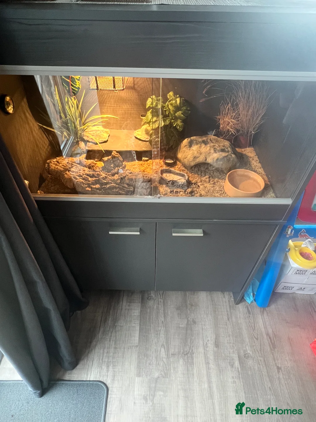 Leopard Gecko reptiles for sale: Leopard gecko in Southampton - Advert 3