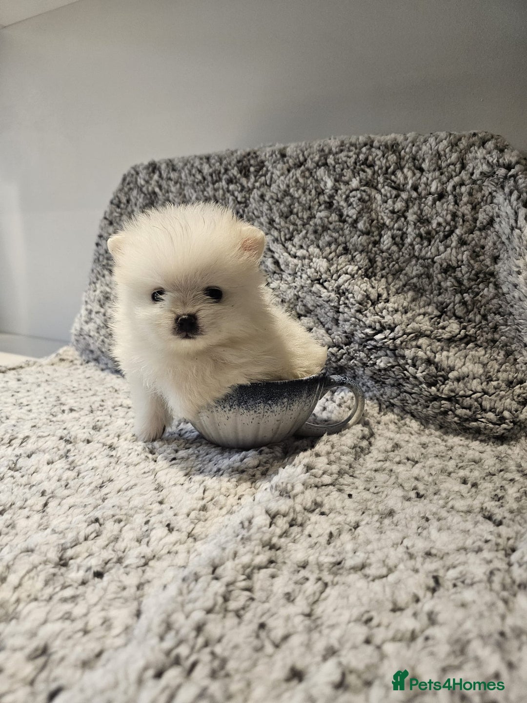 Pomeranian dogs for sale: Adorable mini Pomeranian ❤ - Advert 7