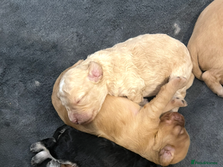 Cockapoo dogs Beautiful cockapoos - Advert 3