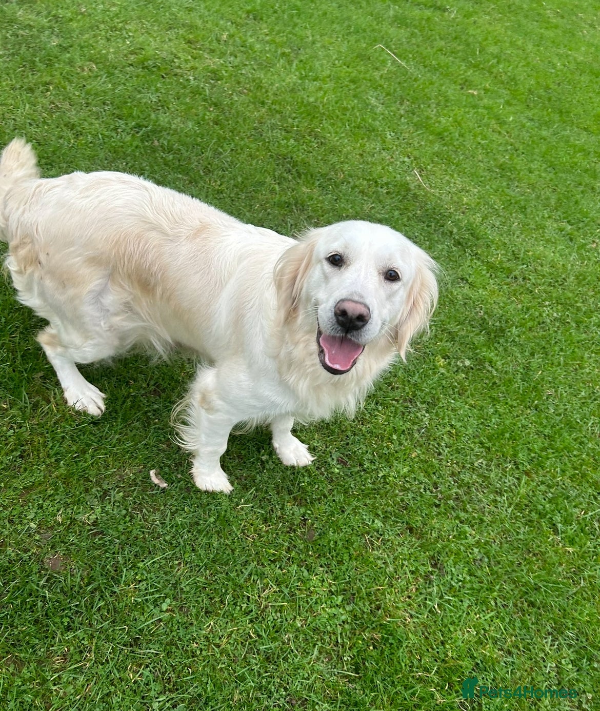 Golden Retriever dogs  Kc registered golden retriever puppies available - Advert 2