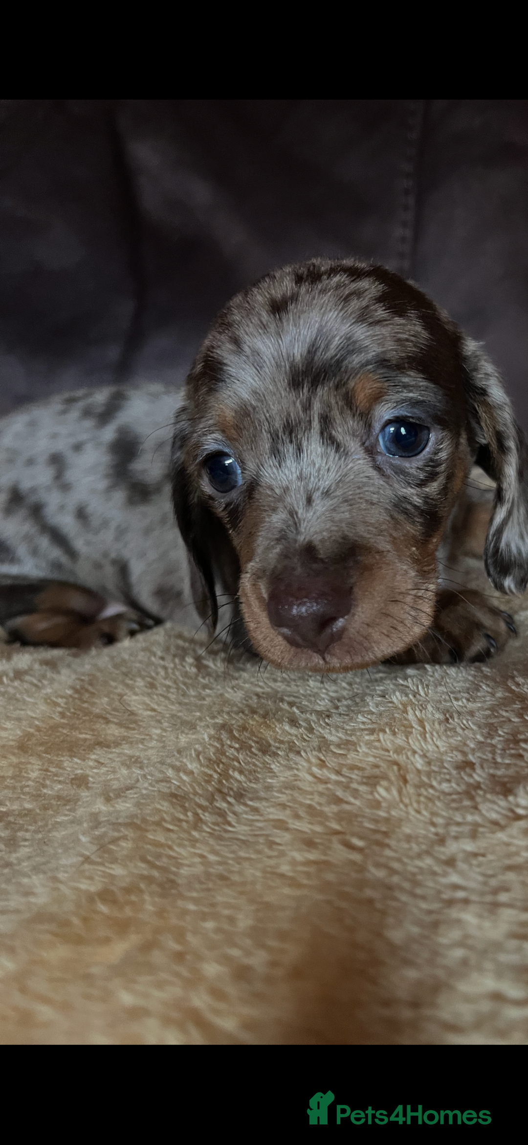 Miniature Dachshund dogs for sale: Miniature Dachshund  - Advert 31