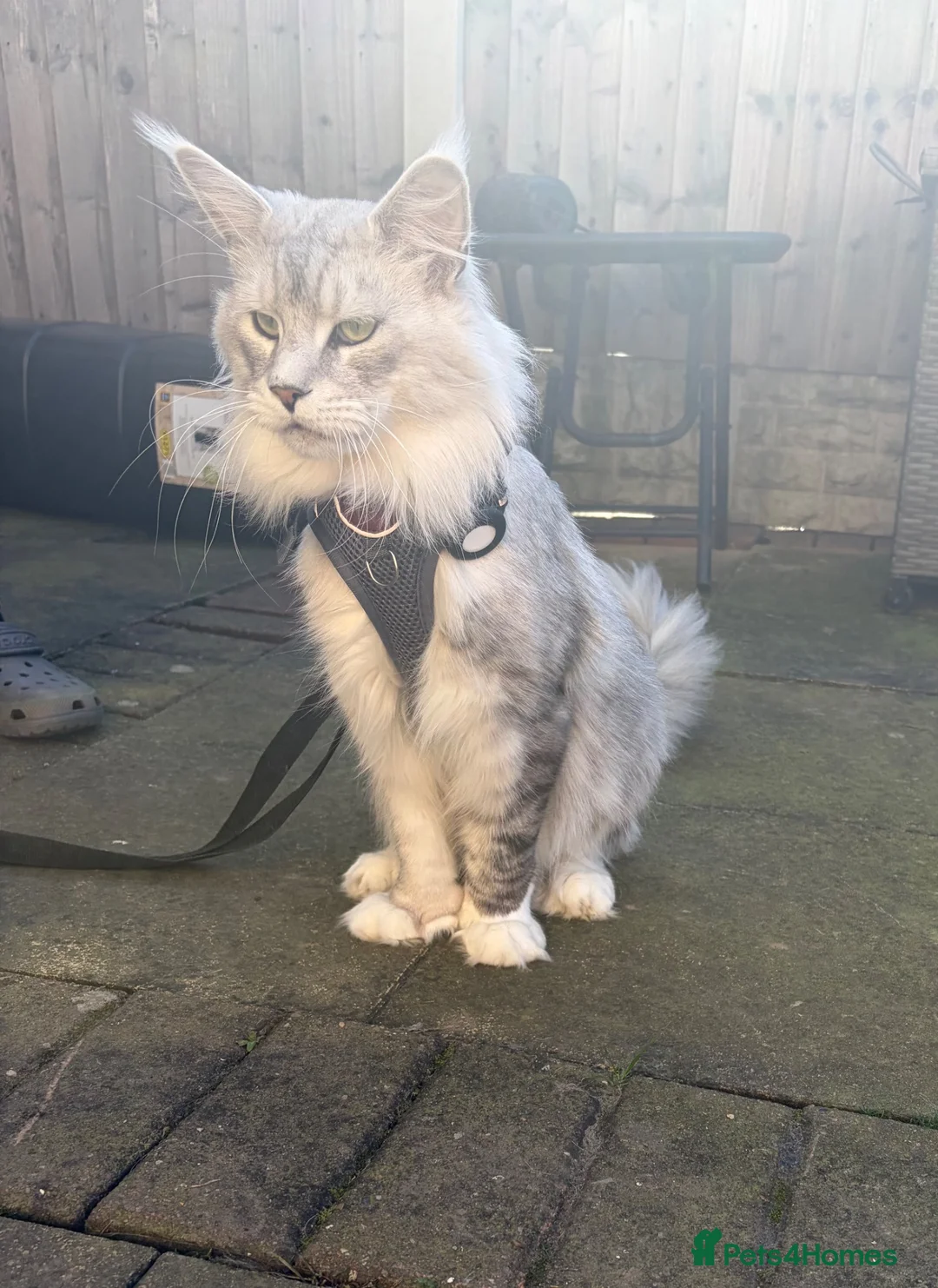 Maine Coon cats for sale: Maine coon kitten in Keighley - Advert 6
