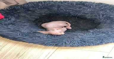 Sphynx cats - Advert 7