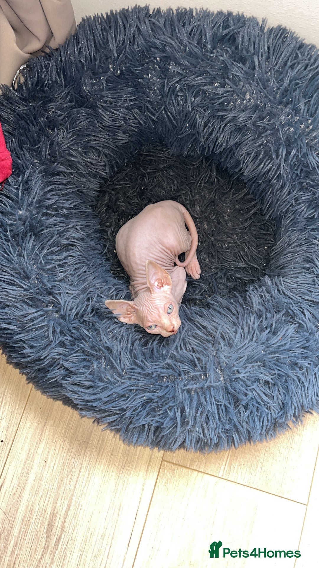 Sphynx cats for sale: LAST 2 tortie elf girls left  - Image 7
