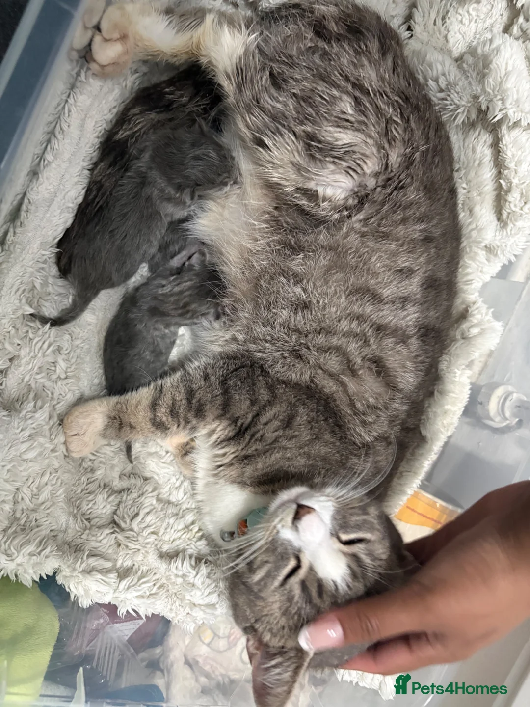 Mixed Breed cats for sale: Grey fluffy male kitten - Advert 2
