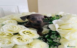 Miniature Dachshund dogs for sale: Micro mini dachshund  - Image 28