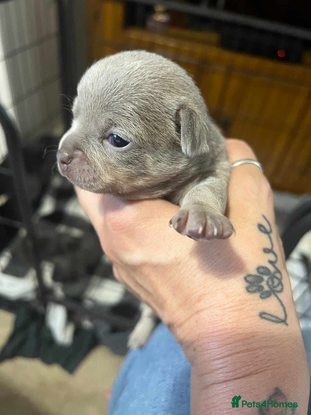 Chihuahua dogs for sale: Chihuahua - Image 3