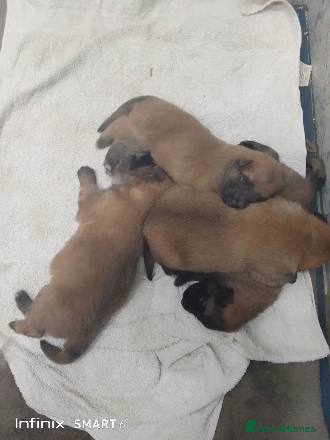 German Shepherd dogs for sale: Mercy's pups - Advert 2